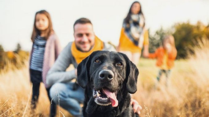 dog law dog law