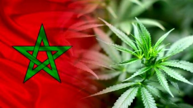 Cannabis Cannabis